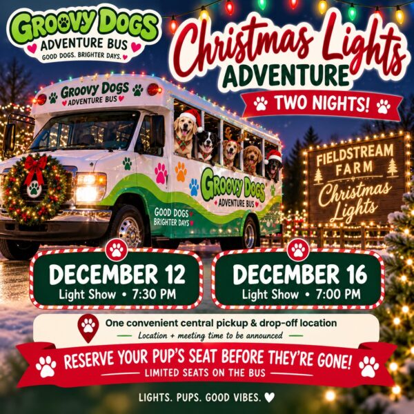 groovy dogs christmas lights adventure 🎄🐾